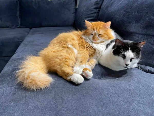 Gatos Adormecidos Sofá Yin Yang — Fotografia de Stock