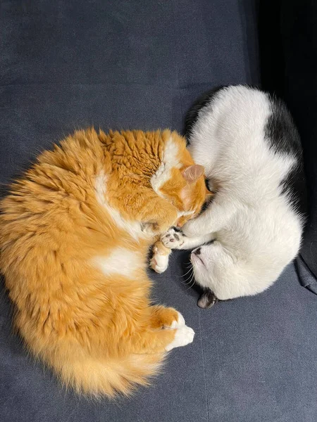     -   , Kanepede uyuyan kediler - yin ve yang