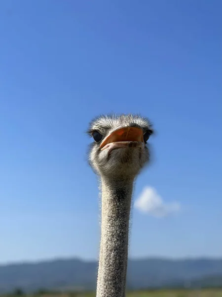 Head Ostrich Background Sky — Stock Photo, Image