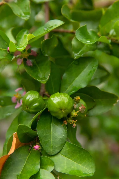 Fruits Cerise Fruits Tropicaux Thailand Goût Aigre Doux Cerise Verte — Photo