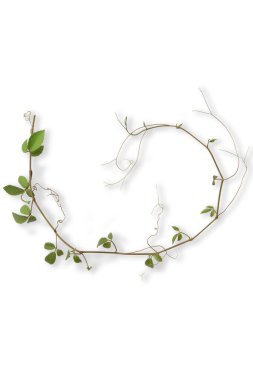 Beyaz arka planda izole edilmiş tropikal ot. Alkışlamayla dolu.