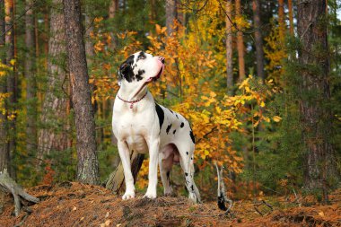 Danua sonbahar ormanda