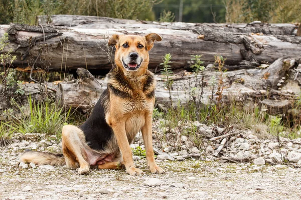 Cane da reietto — Foto Stock