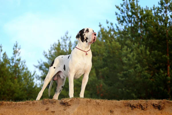 Hond op de afgrond Stockfoto