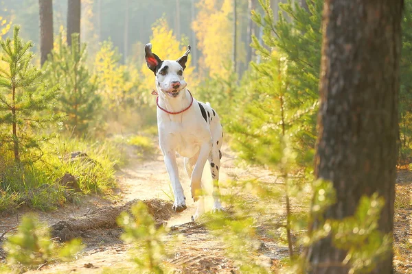 Vrolijke hond Stockafbeelding