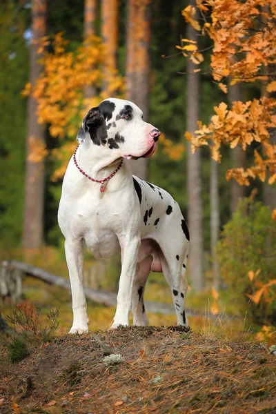 Great dane in het najaar forest Rechtenvrije Stockafbeeldingen