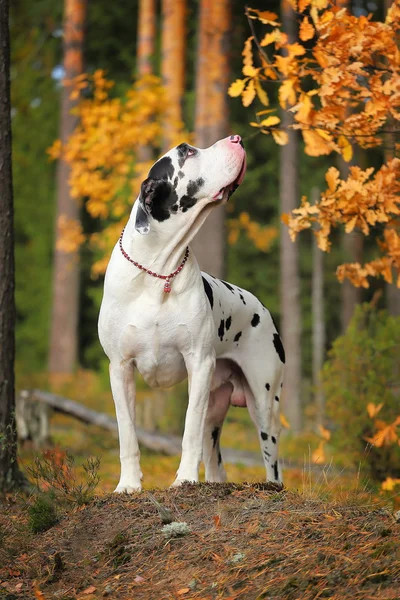 Great dane in het najaar forest Rechtenvrije Stockfoto's