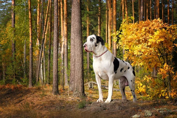 Great dane in het najaar forest Stockfoto