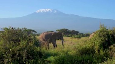 Elephant caravan under Kilimanjaro