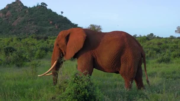 Elefante Grande Parque Nacional Kenia — Vídeos de Stock