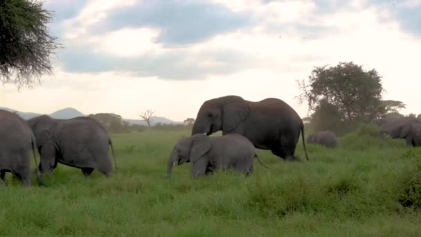 Elephant Family Sunset — стоковое видео