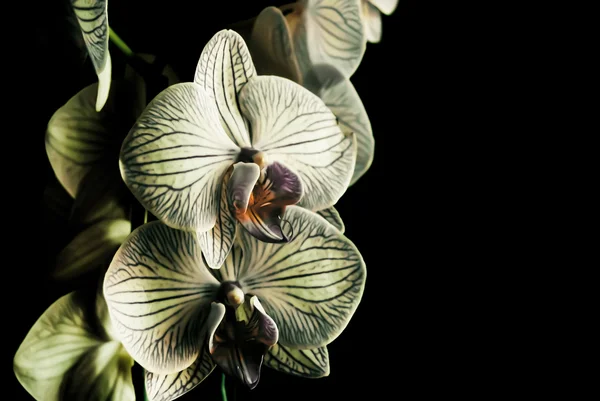 Orchids — Stock Photo, Image