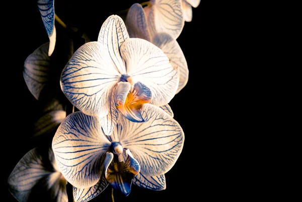 Orchids — Stock Photo, Image