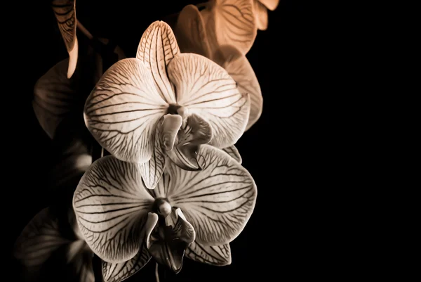 Orchids — Stock Photo, Image