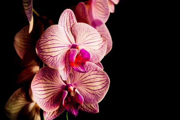 Orchids — Stock Photo, Image