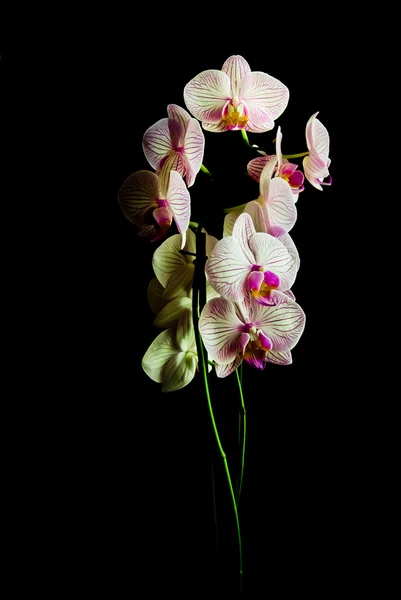 Orquídeas — Fotografia de Stock