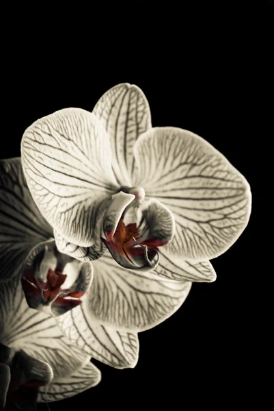 Orchideen — Stockfoto