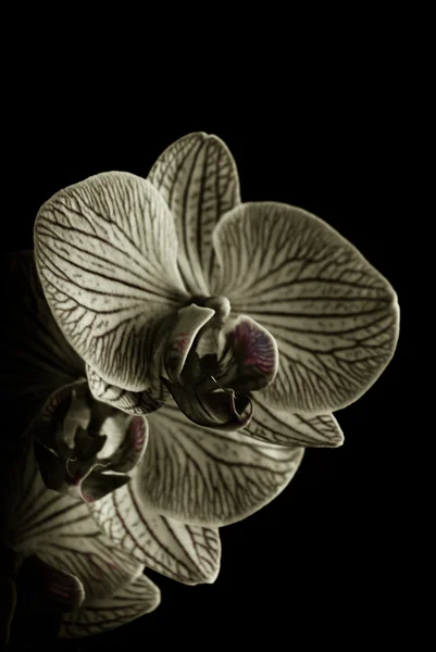 Orchids — Stock Photo, Image