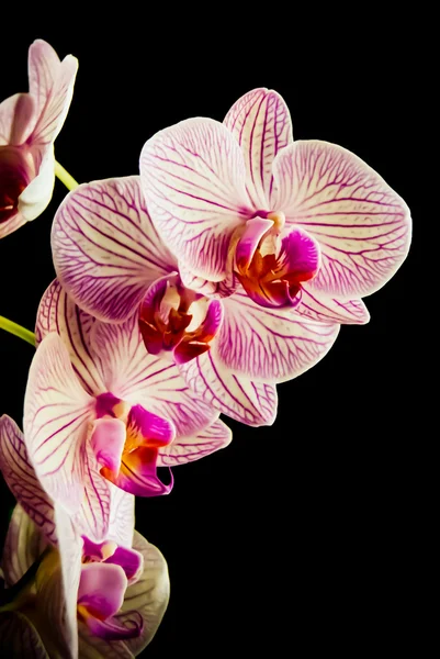 Orchids — Stock Photo, Image