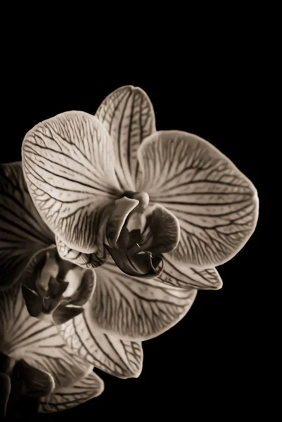 Orchids — Stock Photo, Image