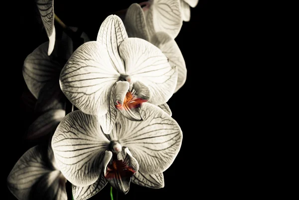 Orchideen — Stockfoto