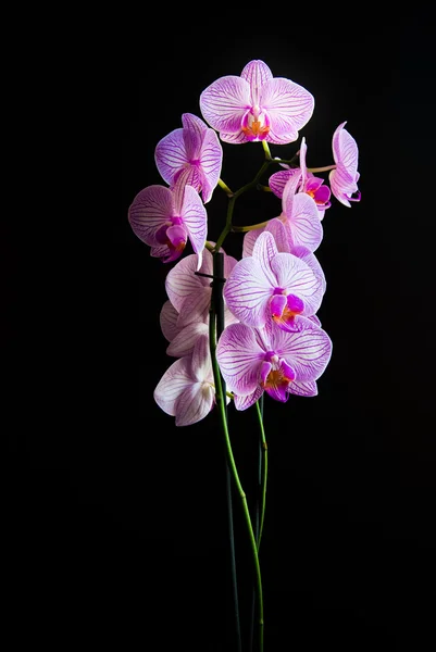 Orchideeën — Stockfoto