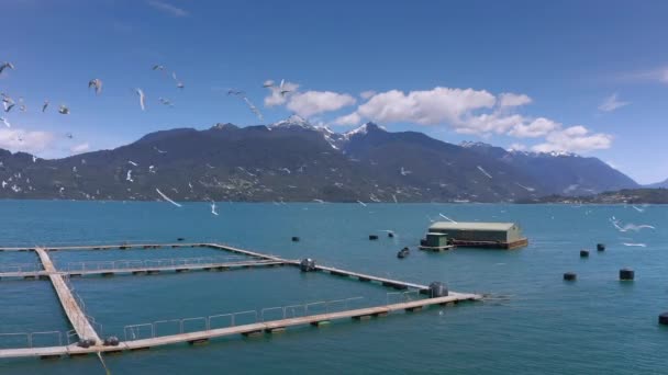 Εναέρια ιχθυοτροφεία σολομού στο θαλάσσιο στενό Reloncavi στο Εθνικό Πάρκο Llanquihue, Χιλή, Νότια Αμερική. — Αρχείο Βίντεο