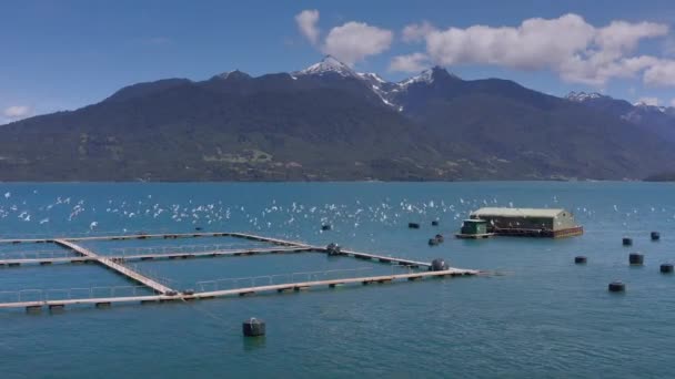 Salmonicultures aériennes dans le détroit marin de Reloncavi au parc national de Llanquihue, Chili, Amérique du Sud. — Video
