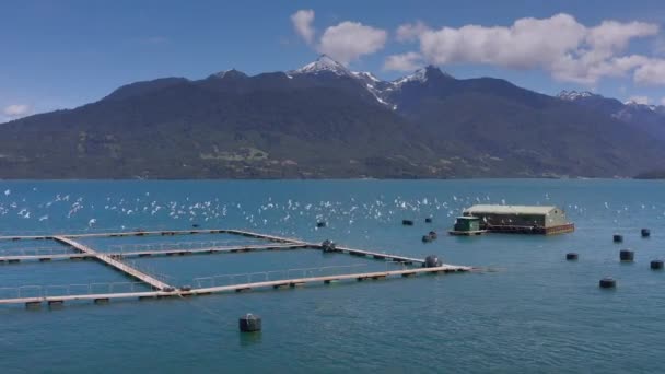 Granjas aéreas de salmón en el estrecho marino de Reloncavi en el Parque Nacional Llanquihue, Chile, América del Sur. — Vídeo de stock