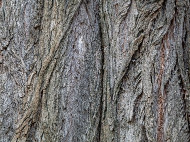 Eski bir Karaağaç Ağacı 'nın Kabuğu Derin, pürüzlü çatlaklar ve kırışıklıklarla doludur. Kabartmalı Doku Tasarım Çözümlerinde Bir Arkaplan Olarak Kullanılabilir 