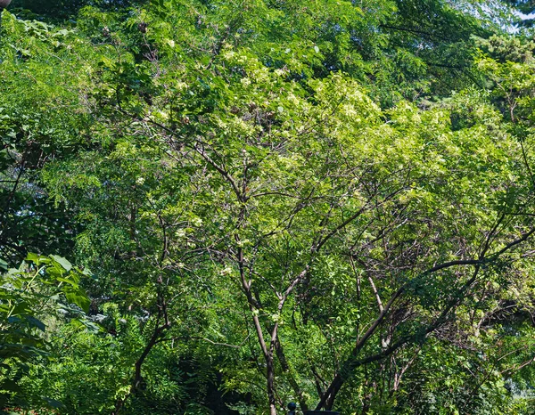 Dichte Chaotische Verweving Van Takken Bladeren Van Bomen Vormden Een — Stockfoto