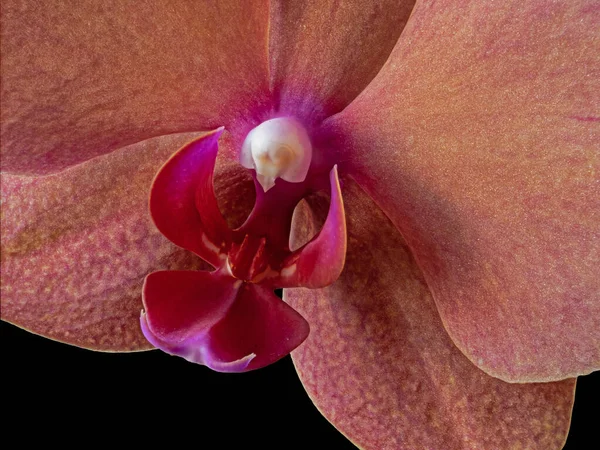 Broto Florescente Uma Flor Orquídea Close Isolado Fundo Preto — Fotografia de Stock