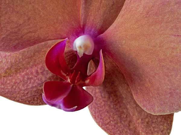 Eine Blühende Knospe Einer Orchideenblume Großaufnahme Isoliert Auf Weißem Hintergrund — Stockfoto
