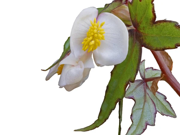 Fehér Virág Begónia Miniatűr Közelkép Macro Shot Elszigetelt Fehér Háttér — Stock Fotó