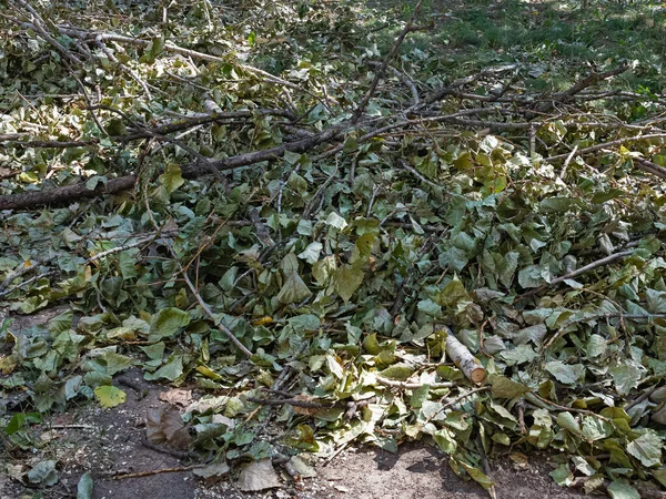 Une Pile Chaotique Feuilles Flétries Branches Coupées Cassées Est Formée — Photo