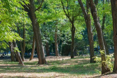 Kudretli Ağaç Gövdeleri Park Alanındaki Çimlerin Üzerinde Yuvarlak Dans Oluyor.