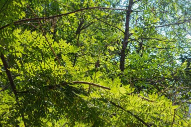 Sıcak Yaz Güneşi ışınları Elm Ağacı 'nın parlak yeşil yaprakları arasında parlıyor ve Resimli Yeşil Halı oluşturuyor.