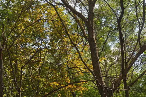 木々と緑の密接な絡み合いの枝の背景を背景に もみじの葉は明るい赤い光で際立っており 一種の救済画像を形成しています — ストック写真