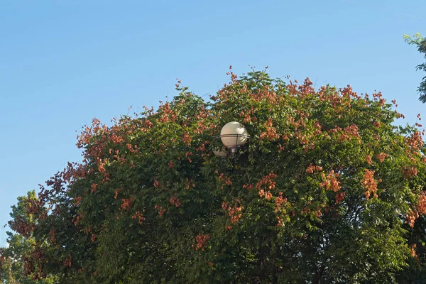 Külső Elektromos Világítás Lámpák Megfulladt Ágak Narancssárga Bolls Kelreiteria Paniculata — Stock Fotó