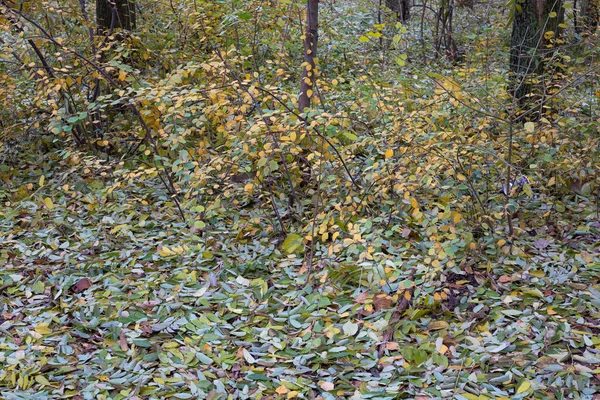Jesienny Krajobraz Tworzy Gruba Warstwa Opadłych Liści Żółtych Liści Krzewu — Zdjęcie stockowe