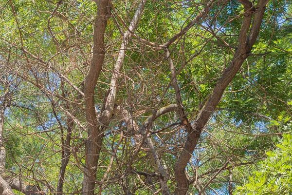 Birbirine Dolanmış Ağaç Dallarının Karmaşası Yapraklar Olmadan Bir Çeşit Rahatlama — Stok fotoğraf