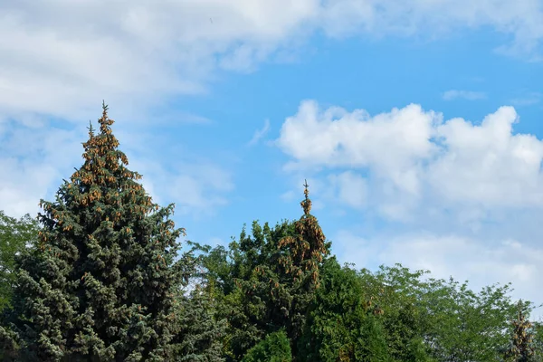 Paysage Automne Les Cimes Des Sapins Sont Décorées Cônes Les — Photo