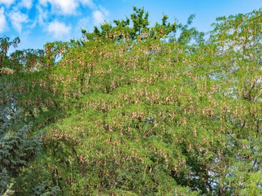 Acacia, Odessa, Ukrayna 'daki Parks of the Parks of Odessa' da Sonbahar Meyveleri ile yoğun bir şekilde kaplıdır. 