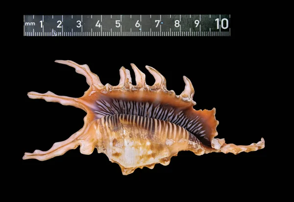 Shell Sea Clam Lambis Scorpius Nombre Latino Close Aislado Sobre — Foto de Stock