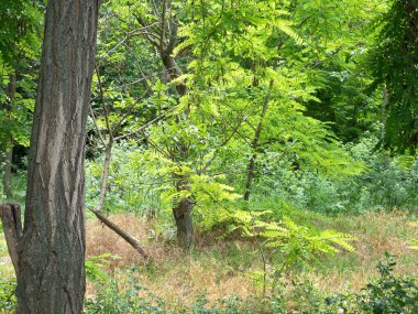 Odessa Parkı 'ndaki Yeşil Çimen Parlak Yaz Güneşi tarafından aydınlatıldı 