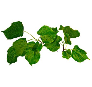 Yeşil yapraklı bir kavak dalı, Geçmiş Yağmur Damlaları ile kaplı. Beyaz Arkaplanda İzole Edilmiş 