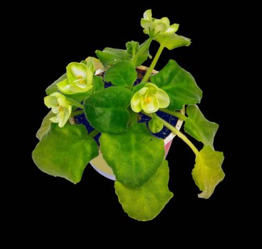 Zümrüt Aşk Çeşitliliğinin bir menekşesi yeşil limon renginde çiçek açıyor. Siyah Arkaplanda İzole Edilmiş 