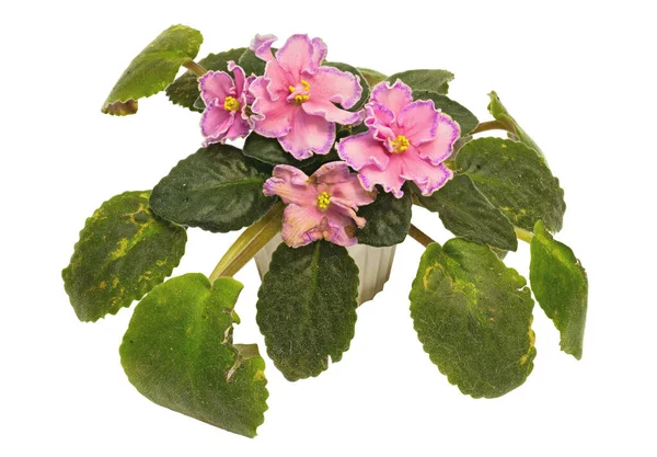 Rosa Blommor Med Lila Bård Dekorerade Med Växt Violett Usambar — Stockfoto