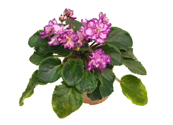 Vita Rosa Blommor Med Lila Bård Dekorerade Med Växt Violett — Stockfoto