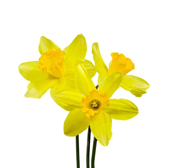 Bouquet Three Narcissus Flowers Close Isolated White Background — Stock Photo, Image